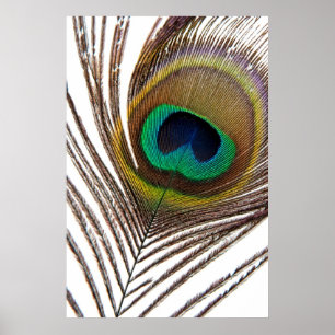 Peacock feather poster
