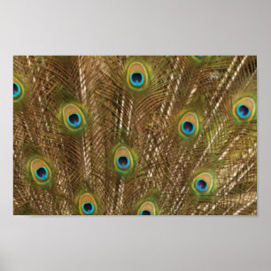 Peacock Feather Print