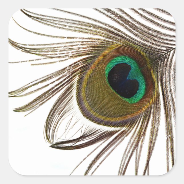  Peacock Feather     Square Sticker (Front)