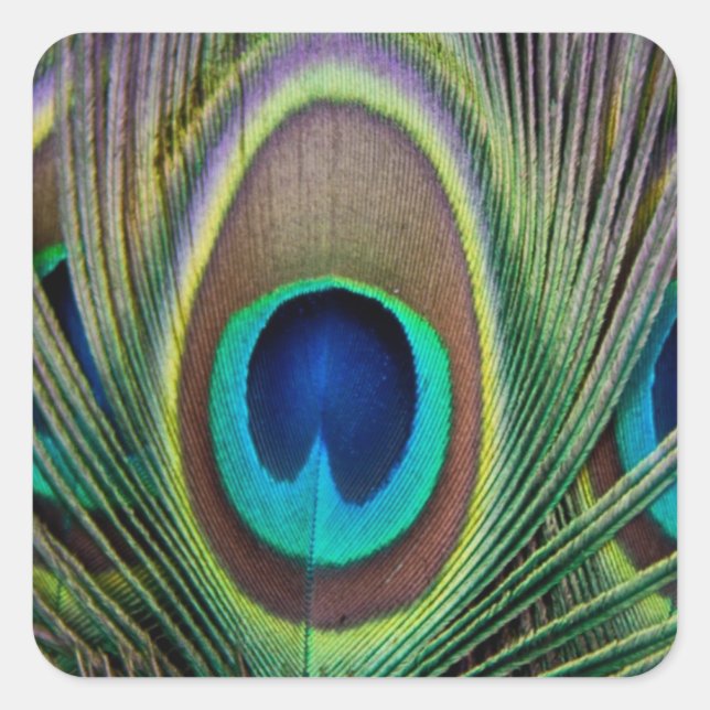 Peacock feather square sticker (Front)