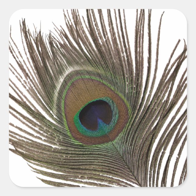 Peacock feather square sticker (Front)