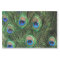 Peacock Feather