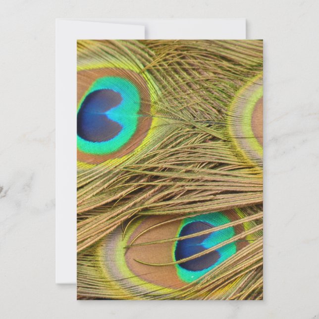 Peacock Feathers (Front)