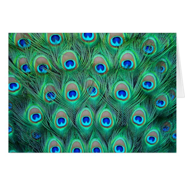 Peacock Feathers (Front Horizontal)