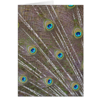 Peacock Feathers