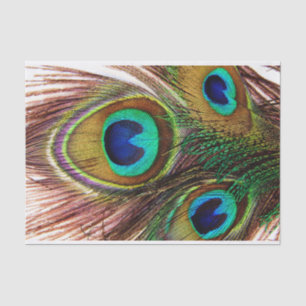 Peacock Feathers 4 Tissue Paper