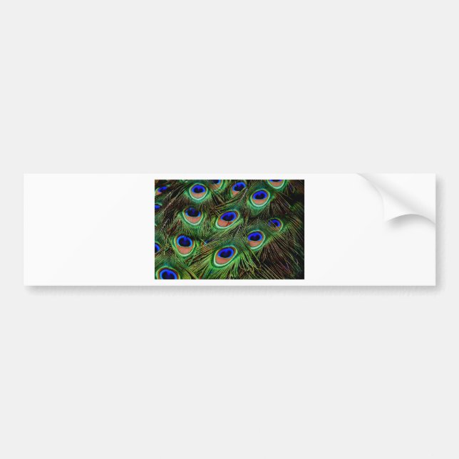 Peacock Feathers Bumper Sticker (Front)
