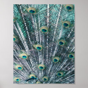 Peacock Feathers Canvas Print