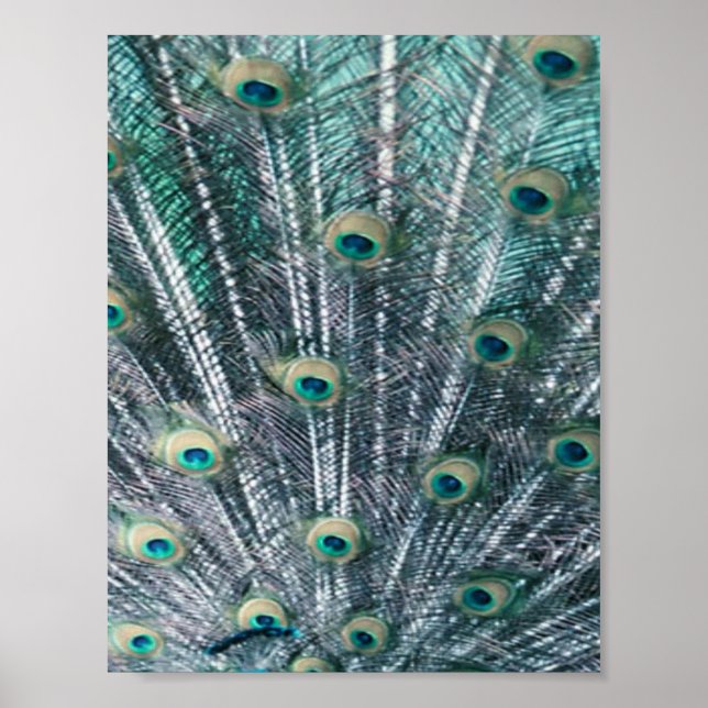 Peacock Feathers Canvas Print (Front)