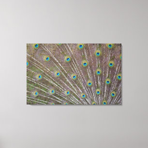 Peacock Feathers Canvas Print