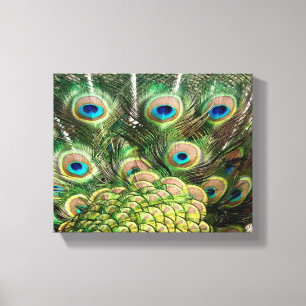 Peacock feathers canvas print