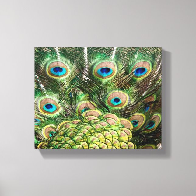 Peacock feathers canvas print (Front)