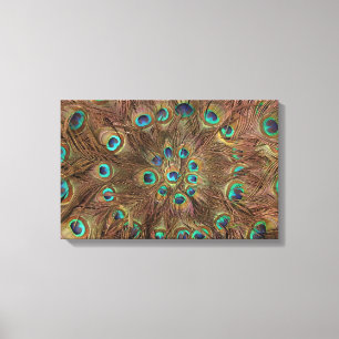Peacock feathers canvas print