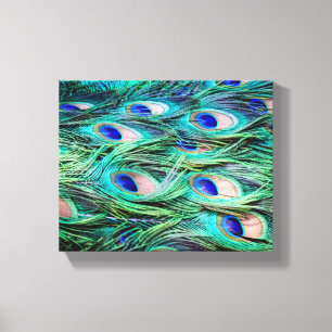 Peacock Feathers Canvas Print