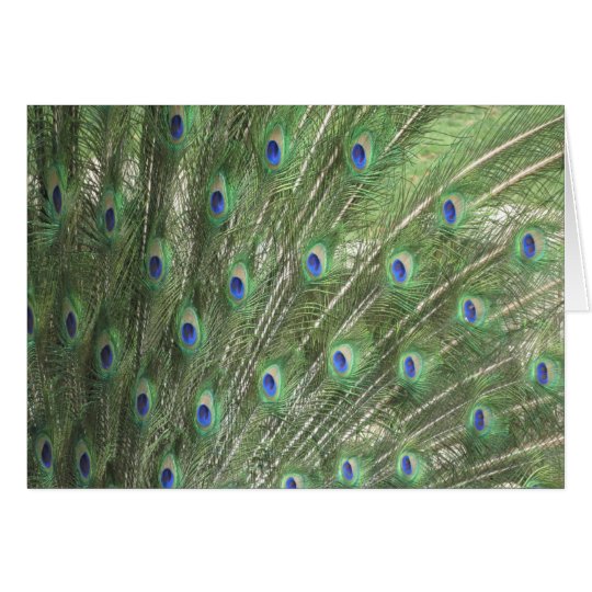 Peacock Feathers Card
