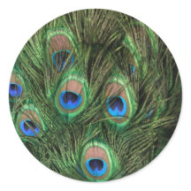 Peacock Feathers
