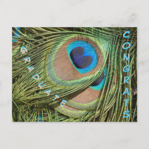 Peacock Feathers Close Up Graduate Postcard