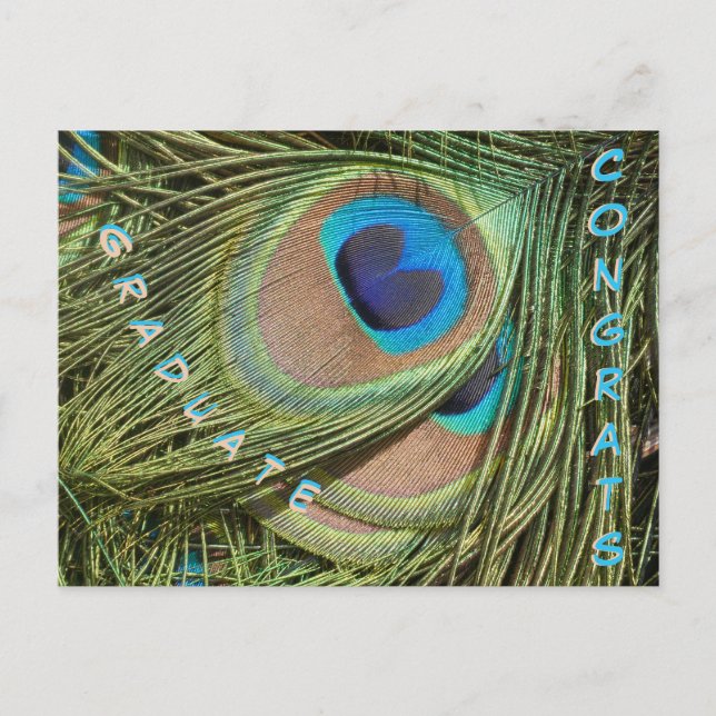 Peacock Feathers Close Up Graduate Postcard (Front)
