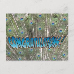 Peacock Feathers Congratulations Postcard Blue