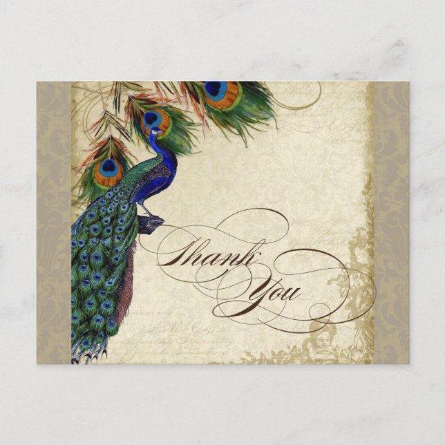 Peacock & Feathers Formal Thank You Note Aqua Blue Postcard (Front)