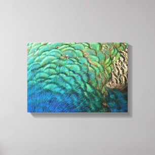 Peacock Feathers I Colourful Abstract Nature Desig Canvas Print