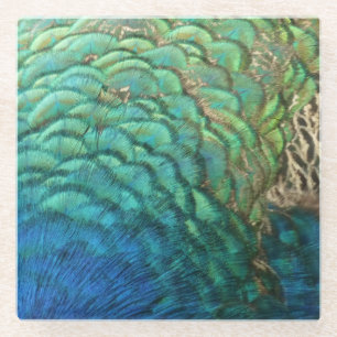 Peacock Feathers I Colourful Abstract Nature Desig Glass Coaster