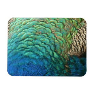 Peacock Feathers I Colourful Abstract Nature Desig Magnet
