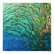 Peacock Feathers I Colourful Abstract Nature Desig