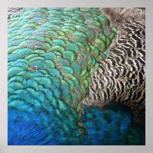 Peacock Feathers I Colourful Abstract Nature Desig Poster (Front)