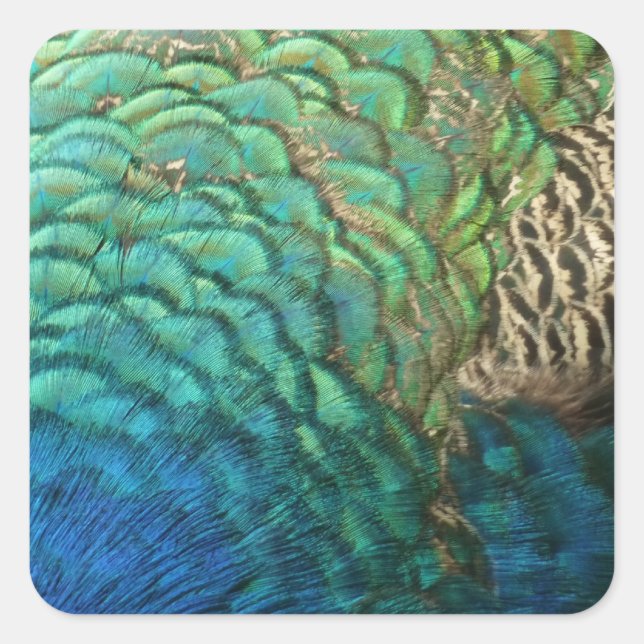 Peacock Feathers I Colourful Abstract Nature Desig Square Sticker (Front)