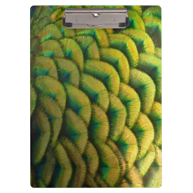 Peacock Feathers II Colourful Nature Clipboard (Front)