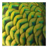 Peacock Feathers II Colourful Nature