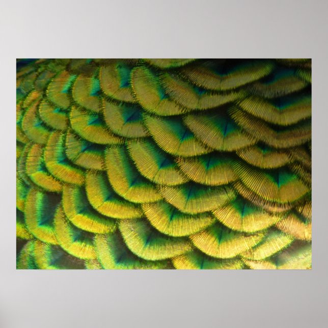 Peacock Feathers II Colourful Nature Poster (Front)