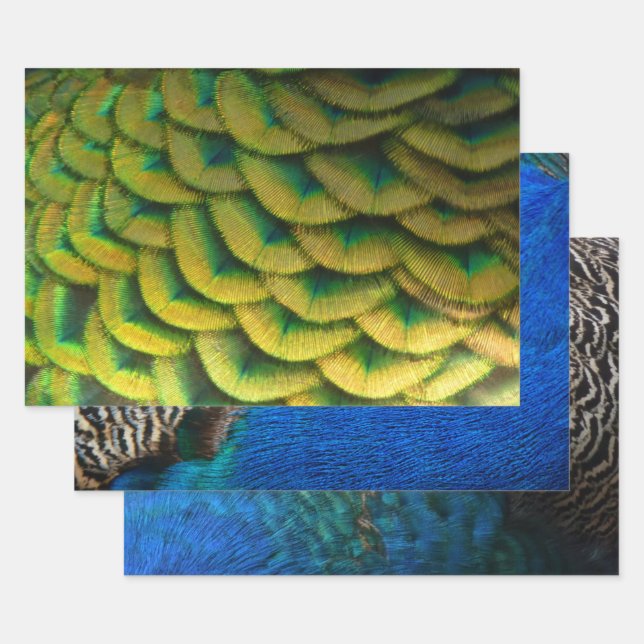 Peacock Feathers II Colourful Nature Wrapping Paper Sheet (Set)