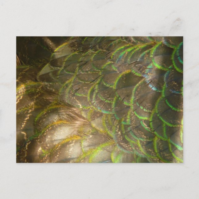 Peacock Feathers III (Female) Subtle Nature Design Postcard (Front)