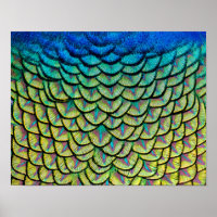 Peacock Feathers in a Colorful Art Deco Pattern