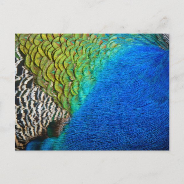 Peacock Feathers IV Colourful Abstract Nature Postcard (Front)