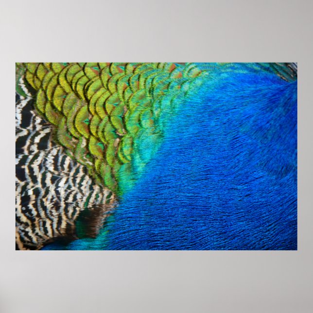 Peacock Feathers IV Colourful Abstract Nature Poster (Front)