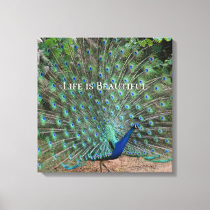 Peacock Feathers Kauai Hawaii Canvas Print