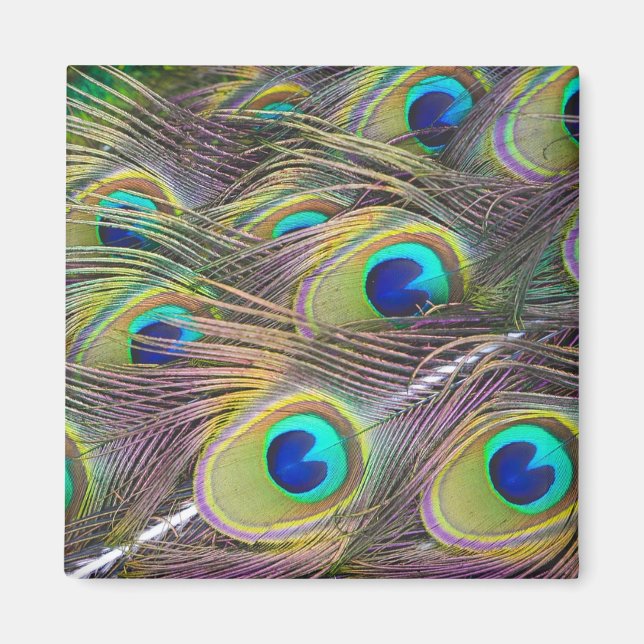Peacock Feathers Magnet (Front)