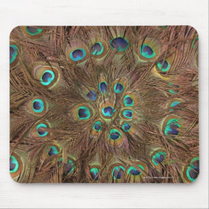 Peacock feathers mouse pad