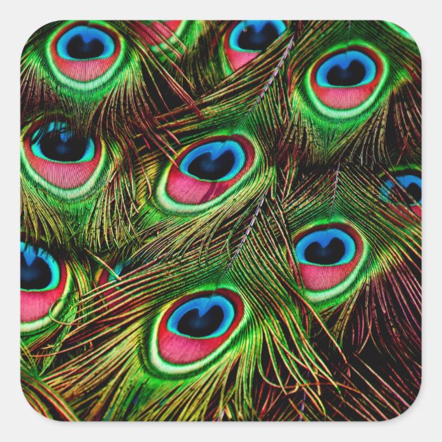 peacock feathers plumage pattern square sticker (Front)