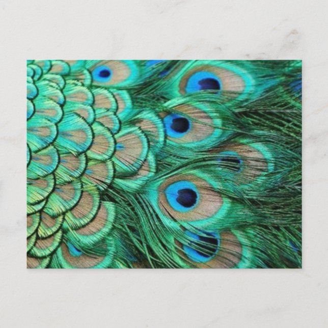 PEACOCK FEATHERS POSTCARD (Front)