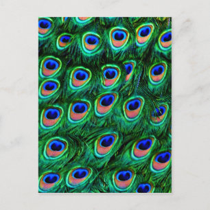 Peacock feathers_ postcard