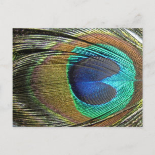 Peacock Feathers Postcard
