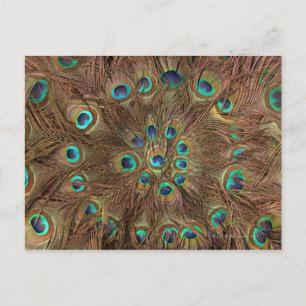 Peacock feathers postcard
