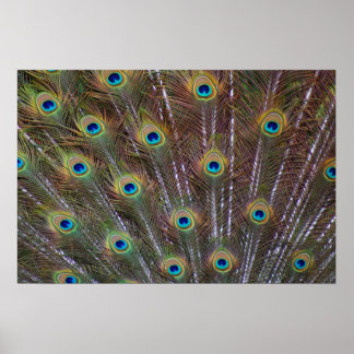Peacock Feathers Poster