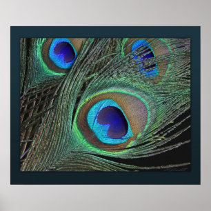 Peacock Feathers Print -24x20 -smaller available