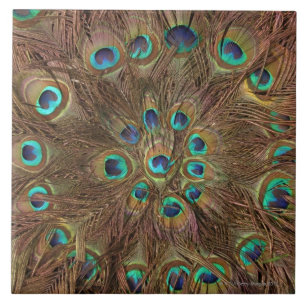 Peacock feathers tile
