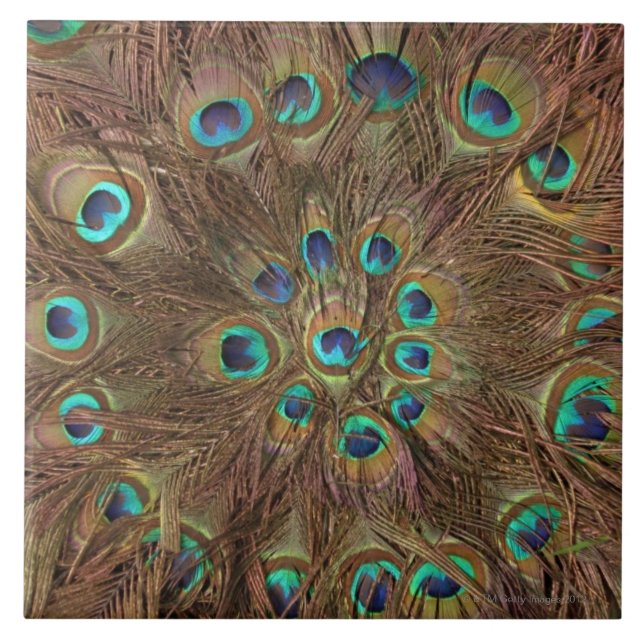 Peacock feathers tile (Front)